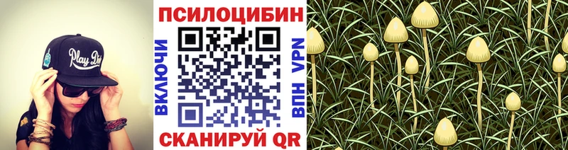 Галлюциногенные грибы Cubensis  цены   блэк спрут зеркало  Дивногорск 